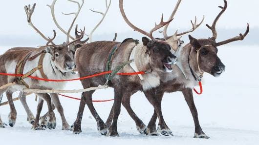 Esplora il Villaggio di Babbo Natale al Polo Nord con la foto di Mamma Natale con la renna che tira la slitta.
